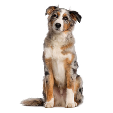 Australian Shepherd - Dog Breed