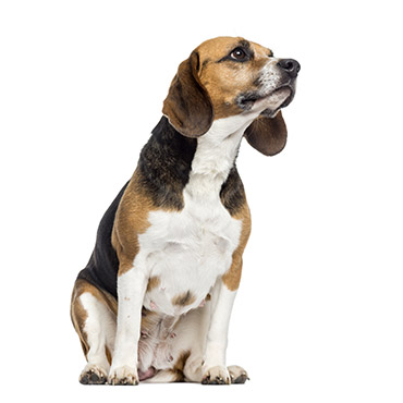 Beagle Race De Chien Yummypets